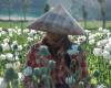 ‘We feel unsafe’: Opium farming takes root in Myanmar’s war-wracked landscape