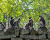 Monkeys, peacocks and squirrels: Coconut losses and crop damage prompt Sri Lanka to conduct wildlife census