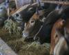 Thailand reports first anthrax death in decades, over 600 potentially exposed to contaminated meat