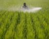 Study: Climate fuelling Southeast Asian pests, migration to China threatens rice yields, food security