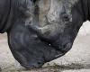 Rwanda to welcome 70 white rhinos from South Africa in historic conservation effort