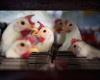 Cambodia records fourth bird flu death this year after 11 year-old boy dies from H5N1