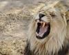 Man killed by lion at Namibian safari lodge after stepping out to use toilet; campers managed to scare predator away