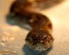 Snakes on a plane: Indian customs nab passenger with 44 venomous vipers from Thailand