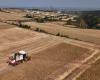 Drought grips China’s wheat belt, farmers report up to 50pc drop in yields