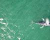 Distressed humpback whale tangled in rope sparks rescue mission near Sydney