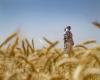 Wheat turns battleground as Syria’s worst drought in 60 years threatens 16 million