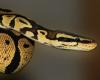 Snakes on a plane, again: India foils third Thailand wildlife smuggling attempt this month