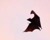 Australian man dies from ‘extremely rare’ bat bite virus
