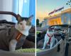 From stray to ‘first cat’: Prabowo’s pet Bobby Kertanegara gets police protection, Indonesians split over state funds