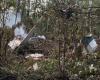 Russia probes air safety violations after fatal An-24 crash in Amur region