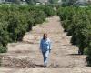 Trump’s immigration crackdown puts US food security on the line, California farmers warn