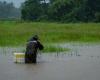 Six dead, over 230,000 affected as tropical storm Wipha triggers floods across Thailand