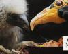 Nigeria seizes 1,600 birds at Lagos airport bound for Kuwait
