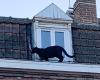 Le chat noir? Panther kept as ‘baby’ lands French couple in court