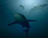 Shark attack kills surfer at Sydney’s Long Reef Beach