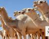 Hail camel auction begins in Al-Qaid