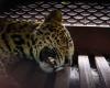 Leopard strolls into Bandung hotel, sparks panic — officials probe zoo escape possibility
