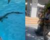 Just chillin’: Croc joins guests for a dip at luxury resort in Australia (VIDEO)