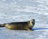 Bird flu fears rise after hundreds of seal pups found dead on Australia’s sub-Antarctic island