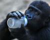 Nigerian NGO slams Turkish decision to keep rescued baby gorilla