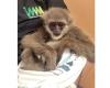 Endangered gibbons found stuffed in passenger’s checked bag at Mumbai airport