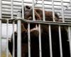 Japan sends troops to combat deadly bear attacks after record 12 deaths since April