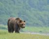 Japan calls in retired police and soldiers to tackle record bear attacks