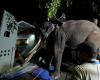 Thailand demands probe into alleged cruelty against two gift elephants held at Sri Lankan temples