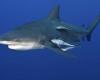 Bull shark kills woman, injures man off Australia’s New South Wales beach