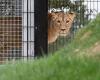 Brazilian teen mauled to death by lioness after climbing into zoo enclosure