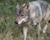 Wolf on the run at Tokyo zoo sends visitors scrambling