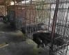 Controversial bear bile farming to be banned in South Korea from 2026, 199 bears still captive