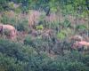 Thailand puts wild elephants on birth control as human-animal conflict rises