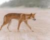 Backlash as Australia kills dingoes after backpacker death