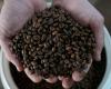 Vietnam’s coffee pride shaken as police investigate fake blends made from soybeans