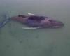 Beached humpback whale frees itself after days‑long rescue effort in Germany