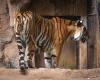 Born last year, gone in days: Feline virus claims two Bengal tiger cubs at Bandung Zoo in Indonesia