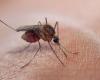 WHO gives green light to infant malaria treatment in global first
