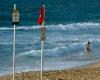 Shark alert: Sydney beaches shut after whale carcass draws great whites and bull sharks