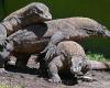 Dragon diplomacy: Indonesia sends Komodo pair to Japan zoo under conservation agreement