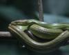 India school meal scare: 165 children ill after free lunch, snake found in pot
