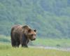 Two found dead in Japan in likely bear attacks amid rising fatalities this year