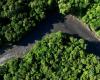 Report: Amazon rainforest ‘under attack’ from organised crime