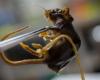 WHO says deadly cruise ship hantavirus outbreak involves rare human-to-human strain