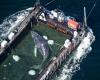 ‘Timmy’ the humpback whale saved in €1.5m Germany rescue found dead in Danish waters
