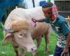 Bangladesh crowds flock to see blond buffalo dubbed ‘Donald Trump’ before Eid sacrifice