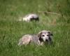 The dog did it: US cops stunned after pet allegedly fires shotgun outside store, injures woman