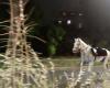From parade drill to pandemonium: Horses gallop 14km through Rome after unauthorised fireworks