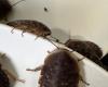 Australia seizes 100,000 cockroaches from illegal breeding operation